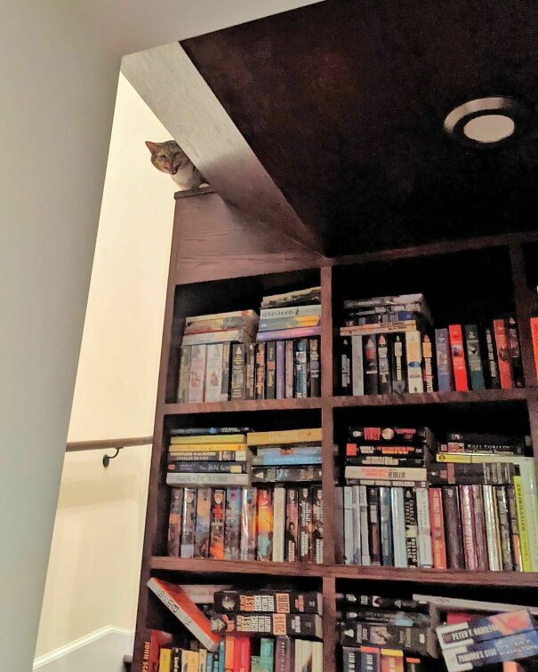 This Is Where He Sits To Yell At Us To Feed Him Dinner