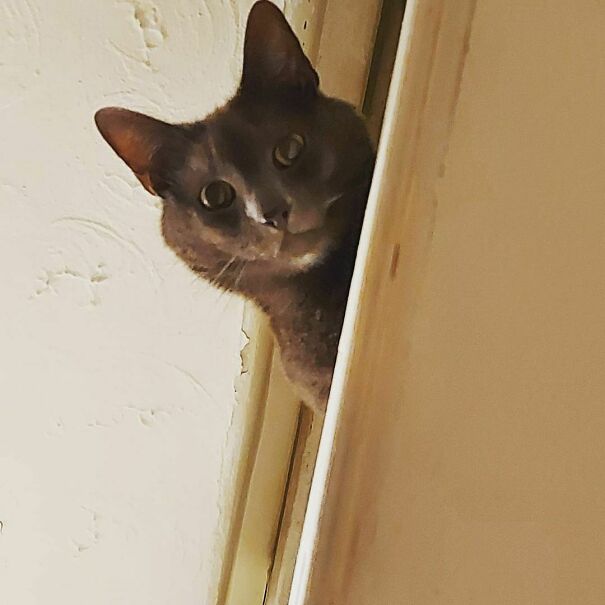 Ceiling (Well, Bannister) Landshark Is Watching You And Sends Lots Of Love