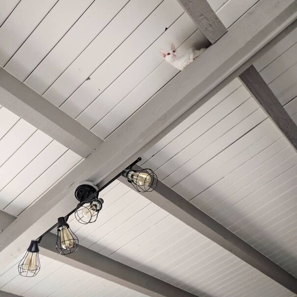 Can You Find The Kitten In This Picture?