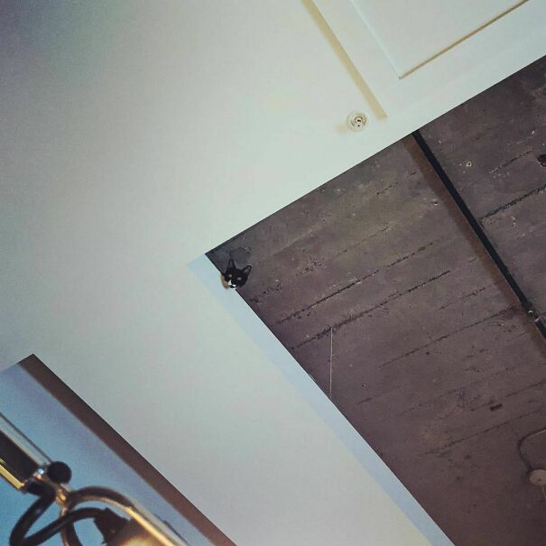 There Is A Cat In My Ceiling