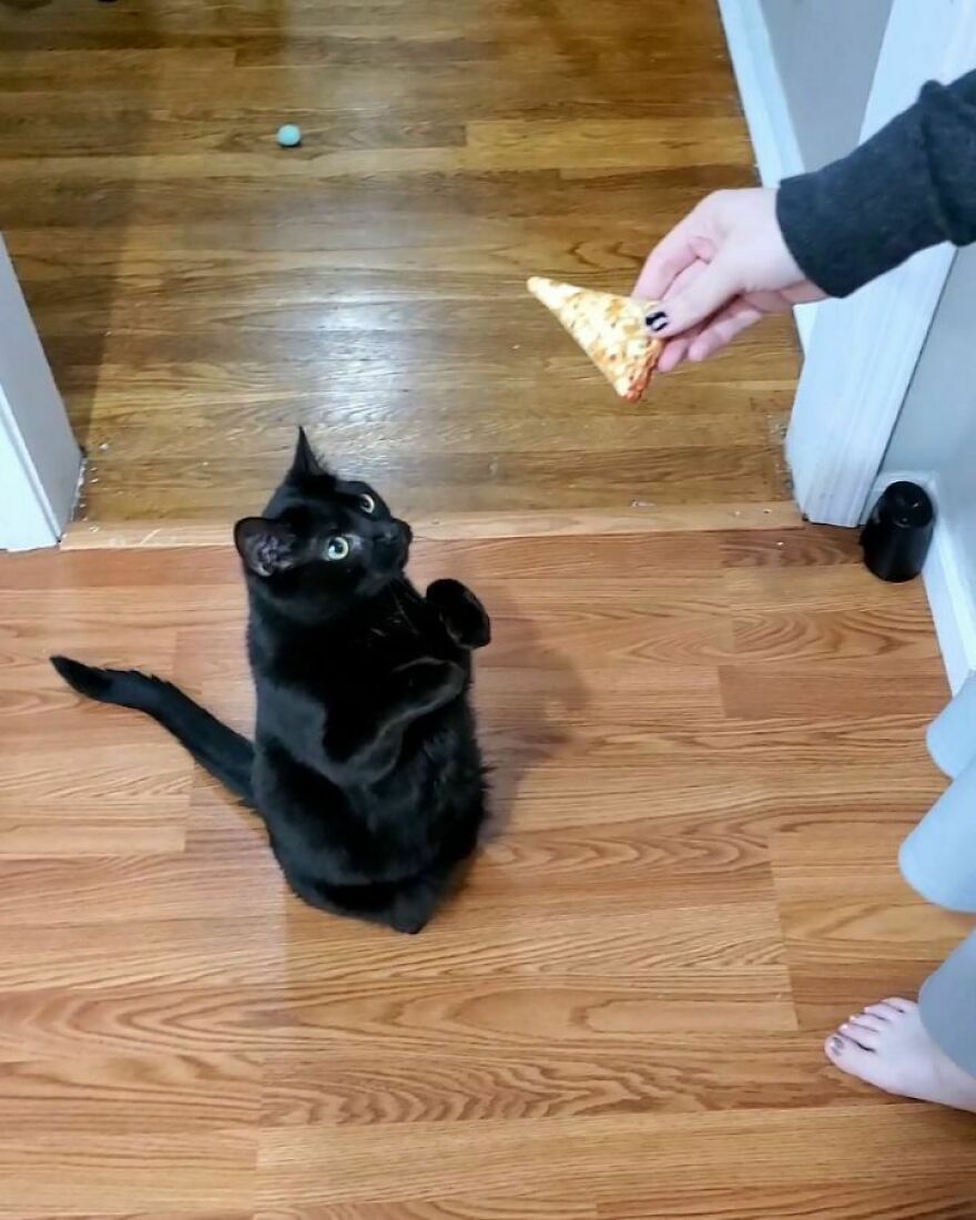 This Cat Went Viral Because He Learned To Beg In A Way That Melts People&rsquo;s Hearts