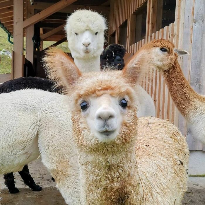 What Did You Say? Oh, I Know, I Am Cutie Pie