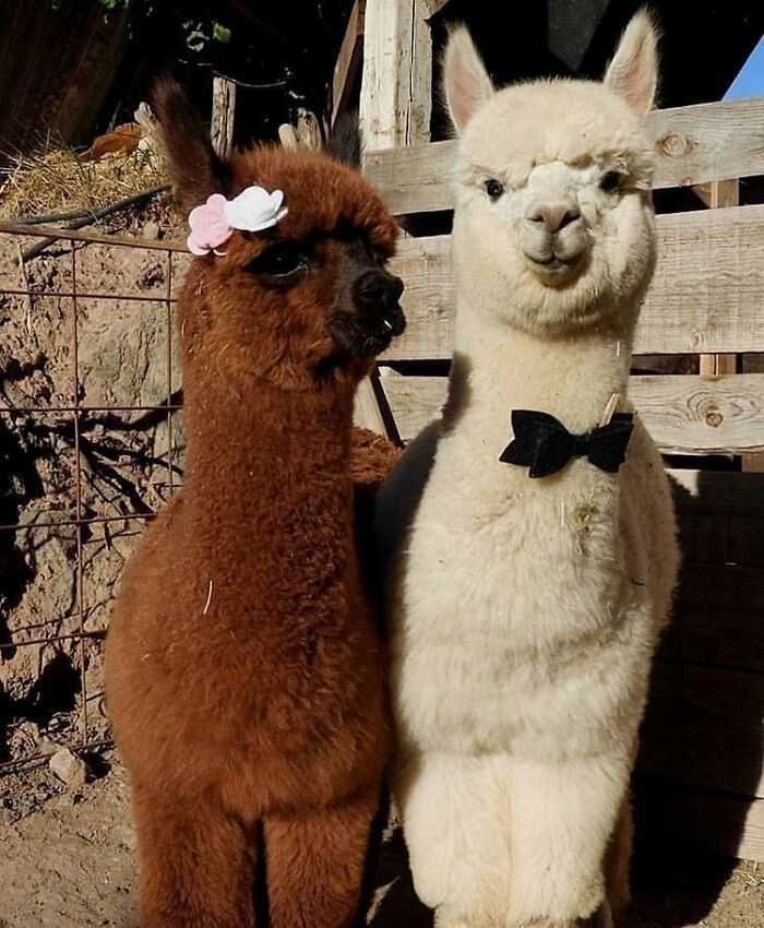 I Now Present You Men And Wife