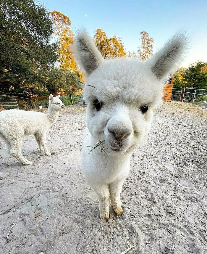 Be Like Me - Kind And Courage