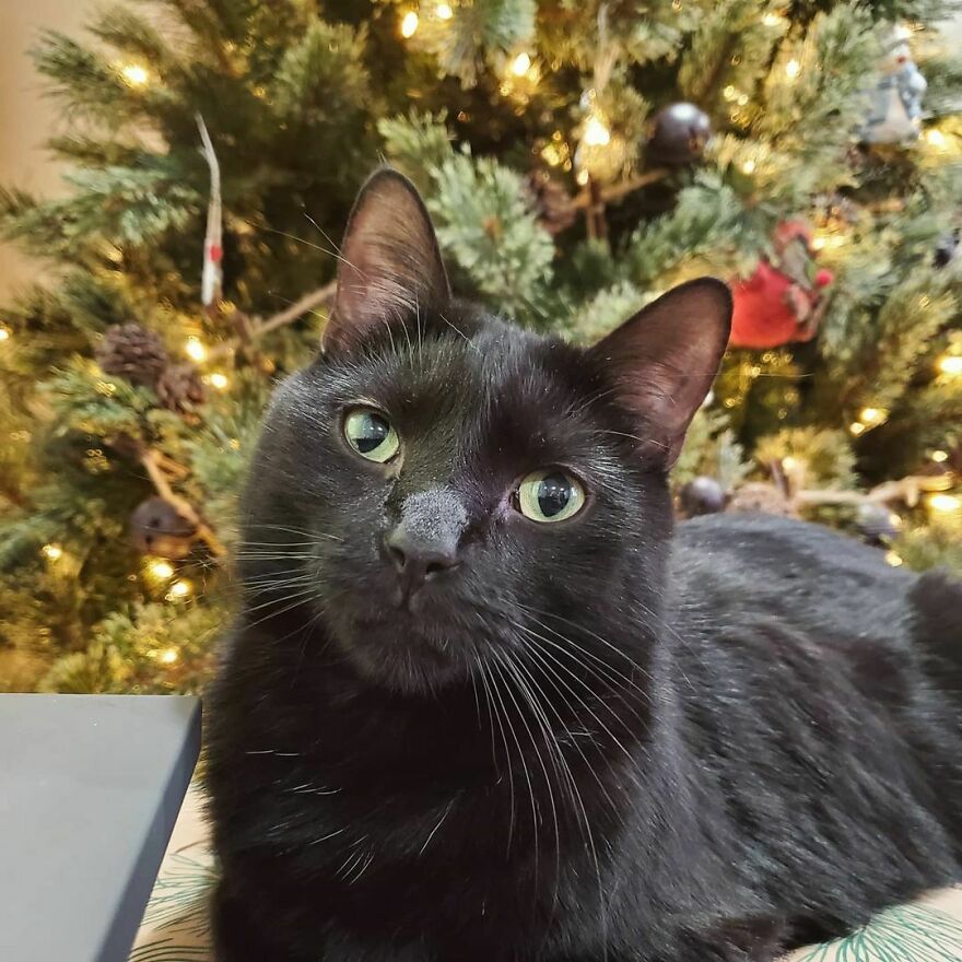 This Cat Went Viral Because He Learned To Beg In A Way That Melts People&rsquo;s Hearts