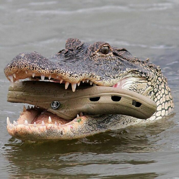 Alligator holding a Crocs shoe in its mouth, illustrating the weirdest Instagram account "I Want To Leave" with unusual pictures.