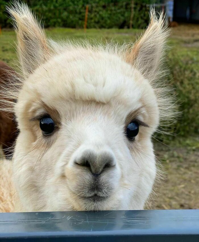 An Adorable Floof For Your Friday