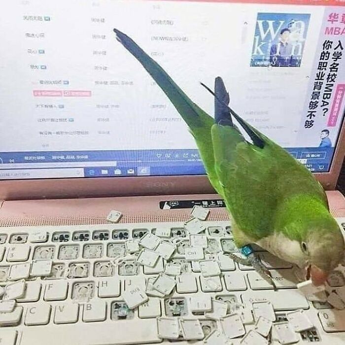 Green parrot removing keys from a laptop keyboard, showcasing weird Instagram account content with unusual and quirky images.