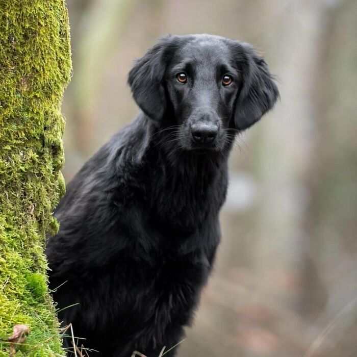 Flat Coated Retriever