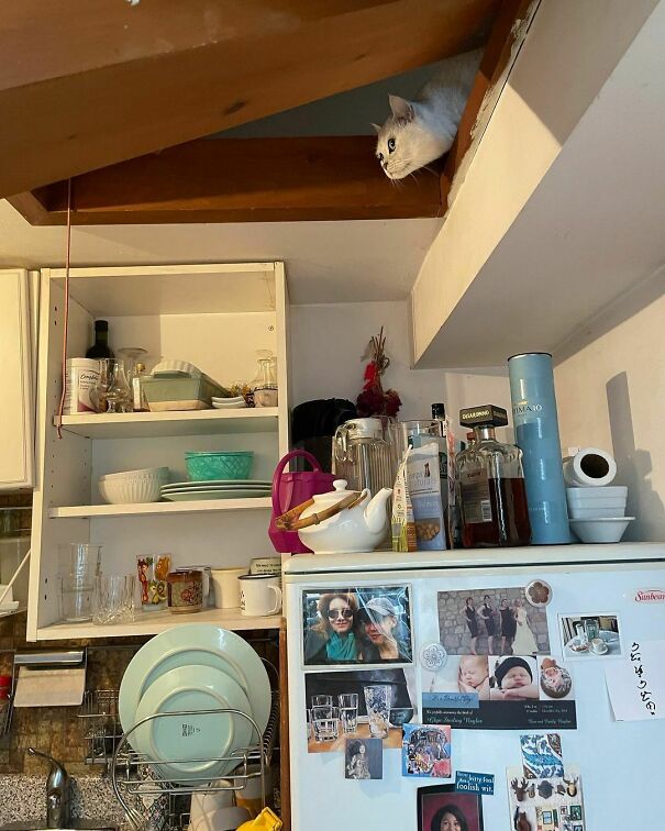 This House Worships Ceiling Cat