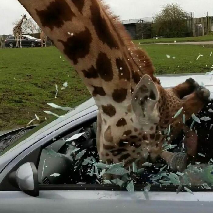 Giraffe smashing a car window with its head in a grassy area, showcasing weird Instagram account moments.