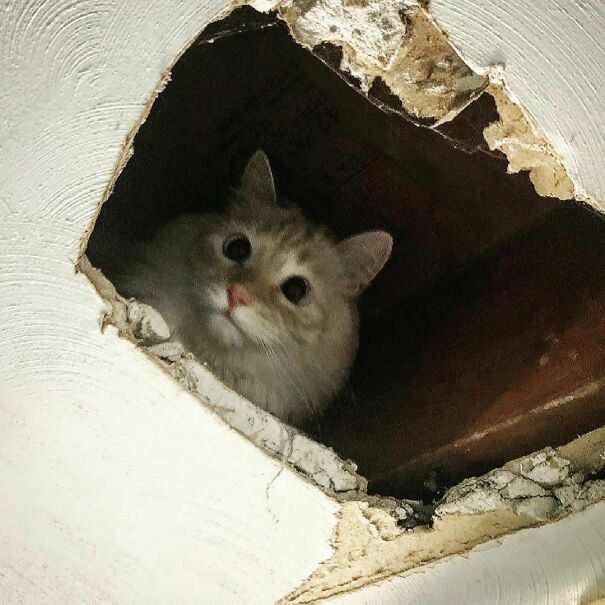 Ceiling Cat Is Watching You