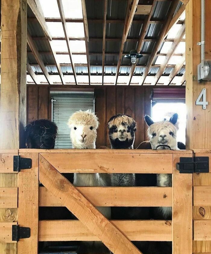 Happy Friday From 4 Adorable Floofs