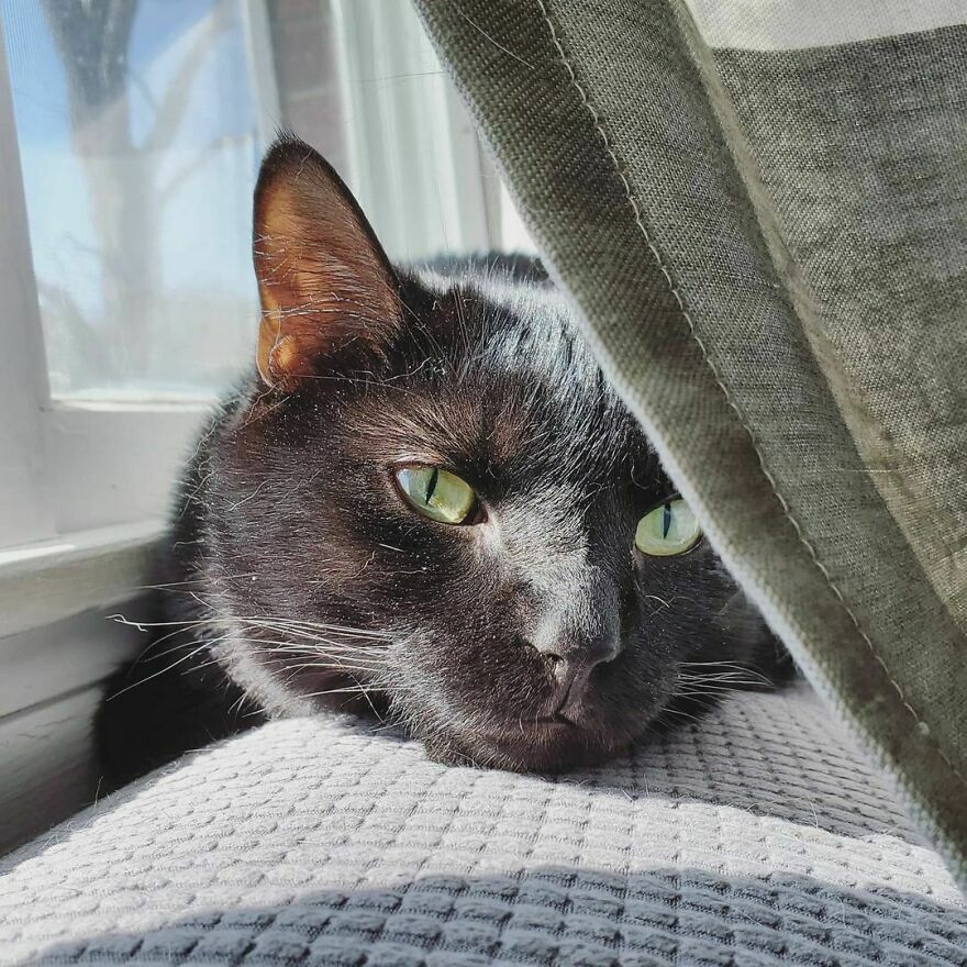 This Cat Went Viral Because He Learned To Beg In A Way That Melts People&rsquo;s Hearts