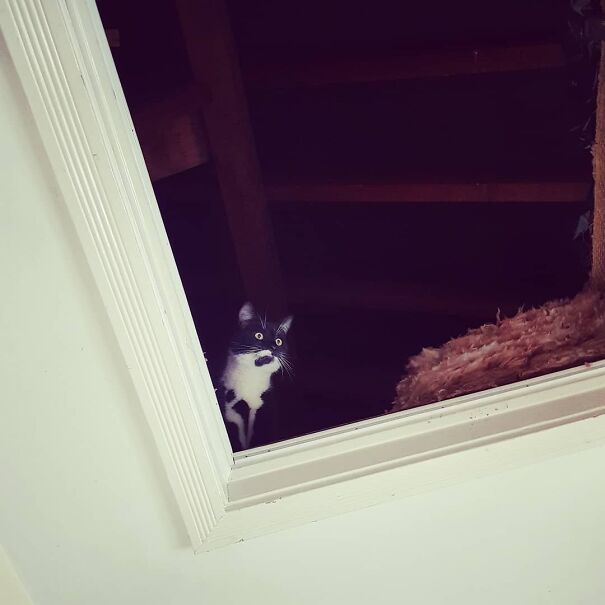 Fitzy Has Been Doing Some Historical Meme Re-Enactment