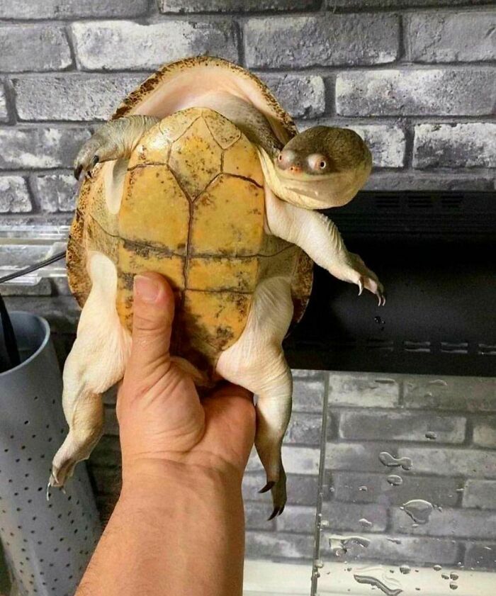 A hand holding a strange-looking turtle with bulging eyes, showcasing the weirdest Instagram account content.