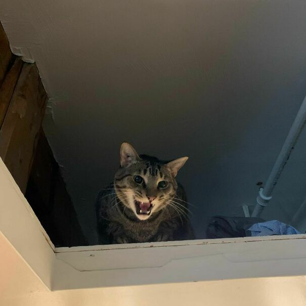 Going As Ceiling Cat For Halloween. How Am I Doing?