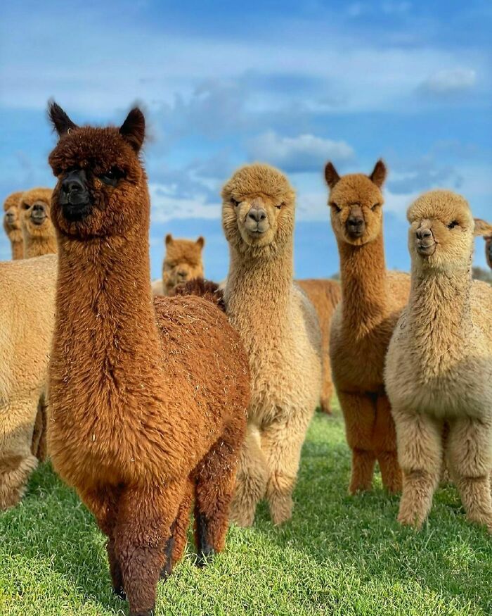 Would You Like To Have These Cuties Living In Your Backyard?