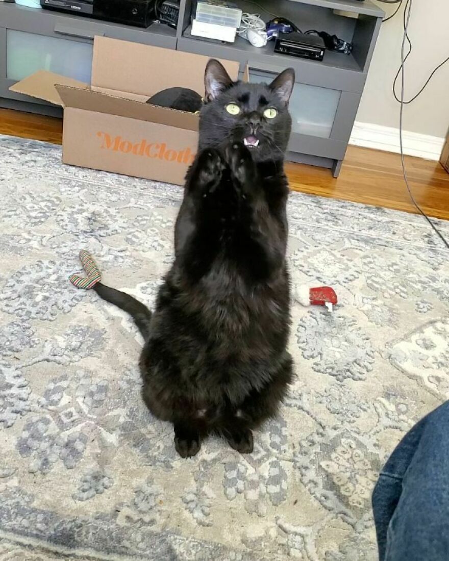 This Cat Went Viral Because He Learned To Beg In A Way That Melts People&rsquo;s Hearts