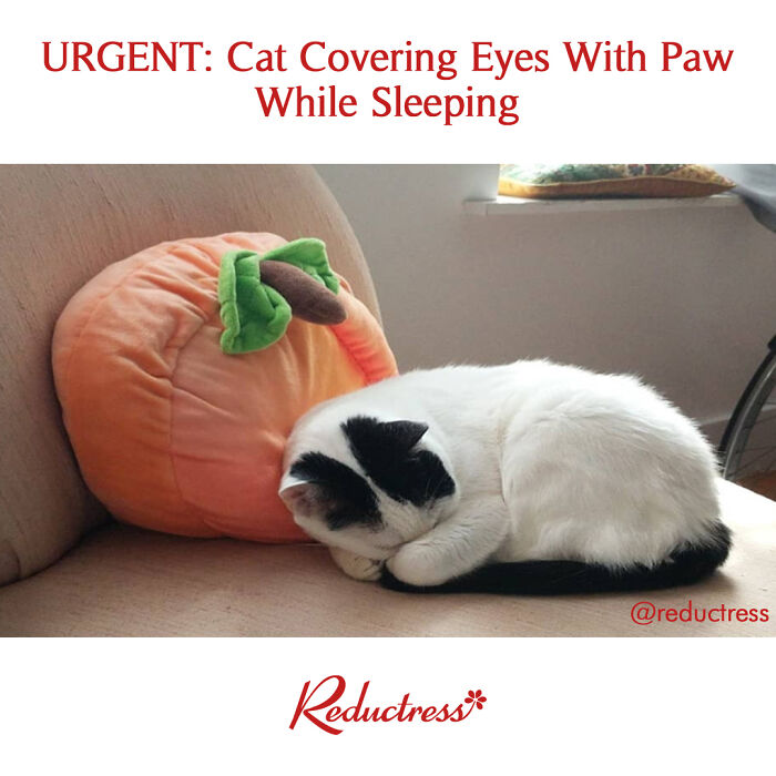 Funny-Fake-Headlines-Reductress