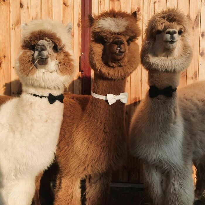 Me And The Boys At The Wedding