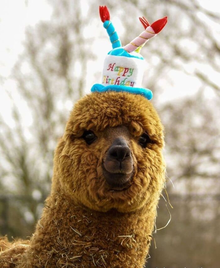 Everyone Wish Pepito A Happy Birthday