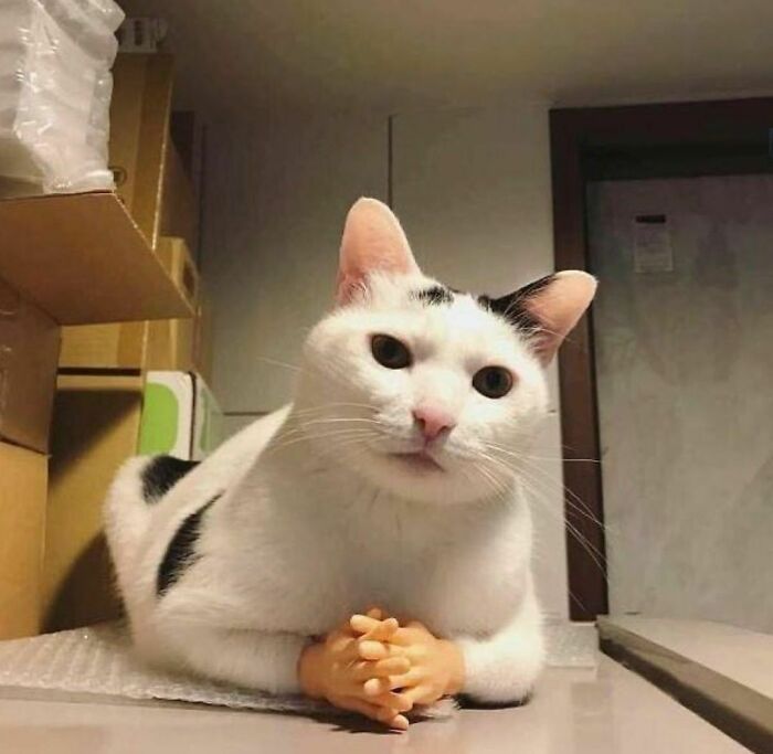 White cat with small human-like hands folded, showcasing a weird and quirky moment from the I Want To Leave Instagram account.