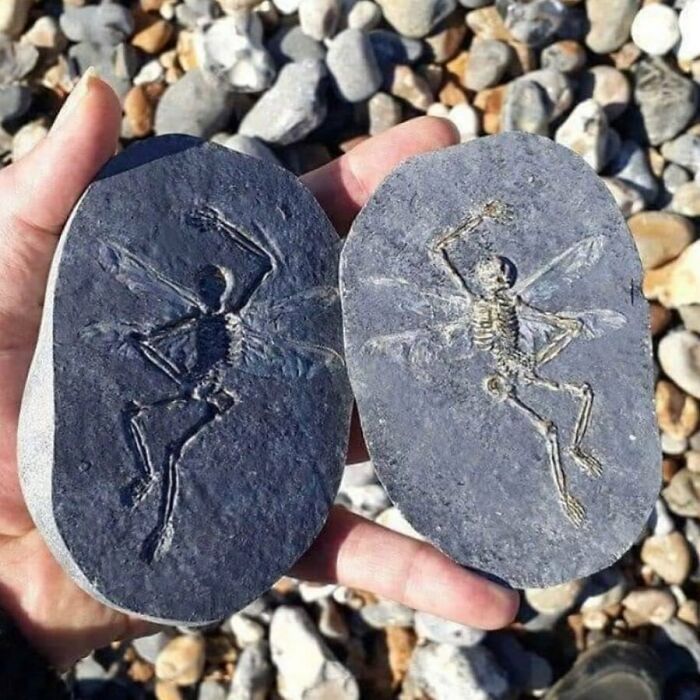Hand holding two stones with unusual fossilized skeletons featuring wings, showcasing weird Instagram account content.