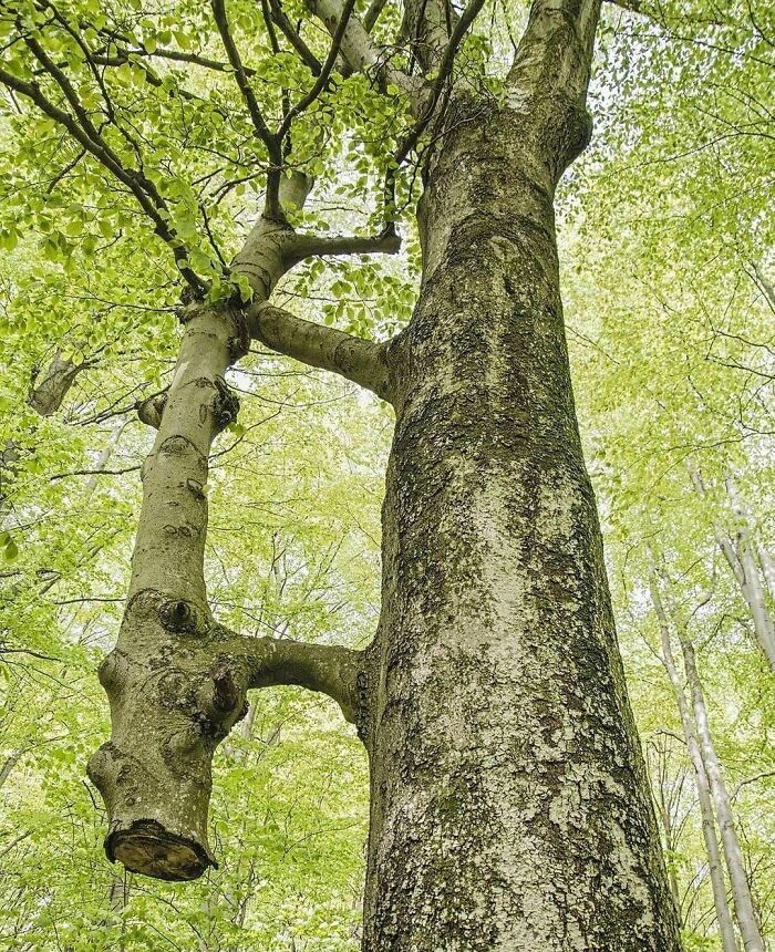Tree with an unusual branch resembling a face, captured in a forest with fresh green leaves, from a weird Instagram account.