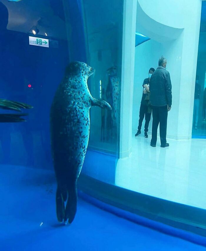 Seal standing upright inside aquarium glass, viewed by masked visitors, illustrating the weirdest Instagram account moments.