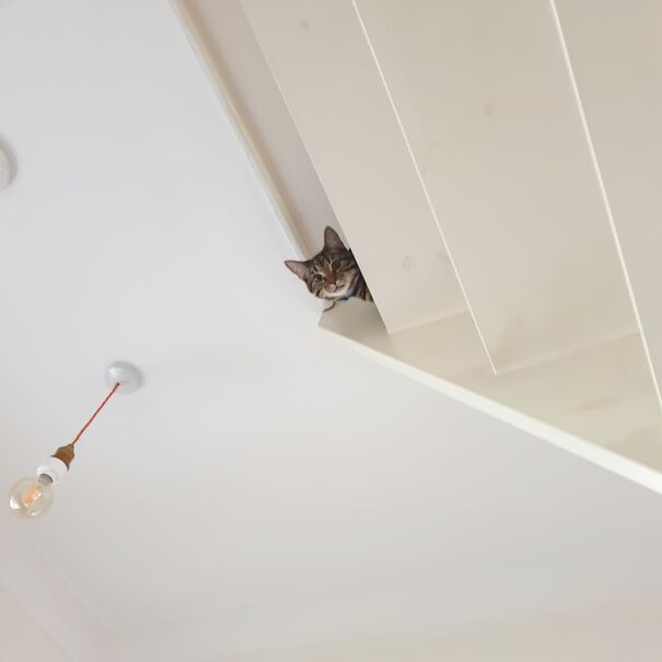 Ceiling Cat