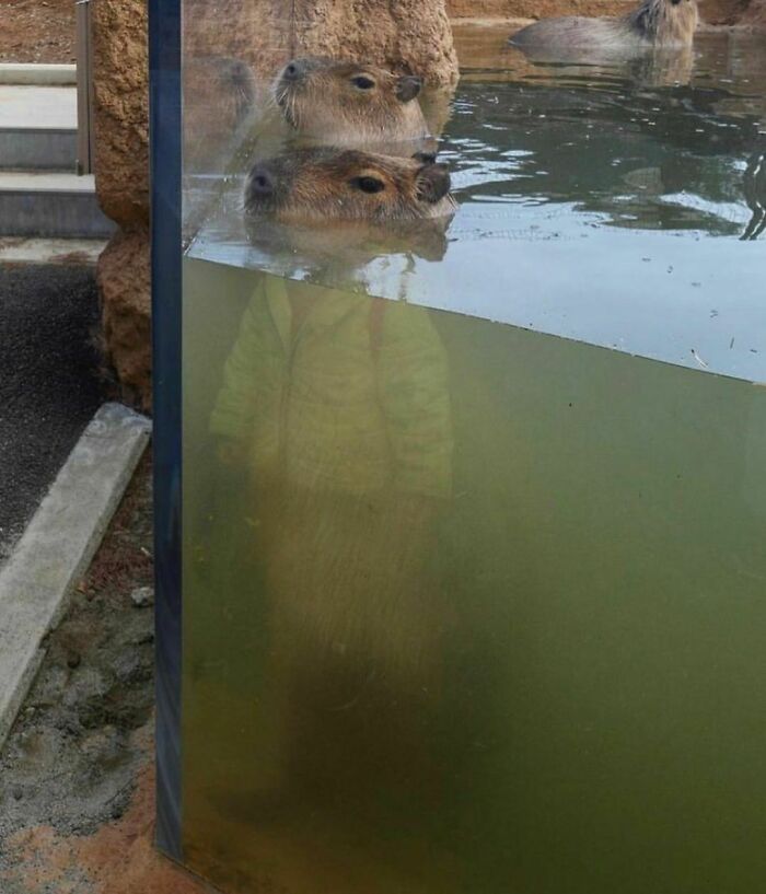 Capybaras partly submerged in water with a distorted reflection resembling a person, showcasing weird Instagram content.