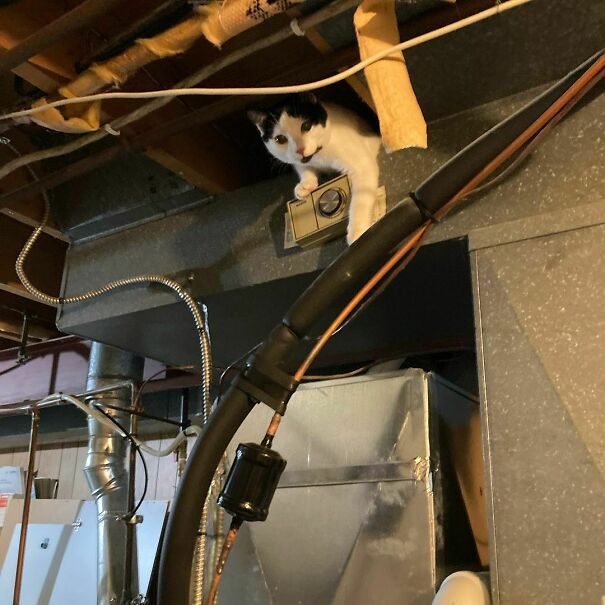 Apparently Fern Learned How To Get Into The Ceiling Today