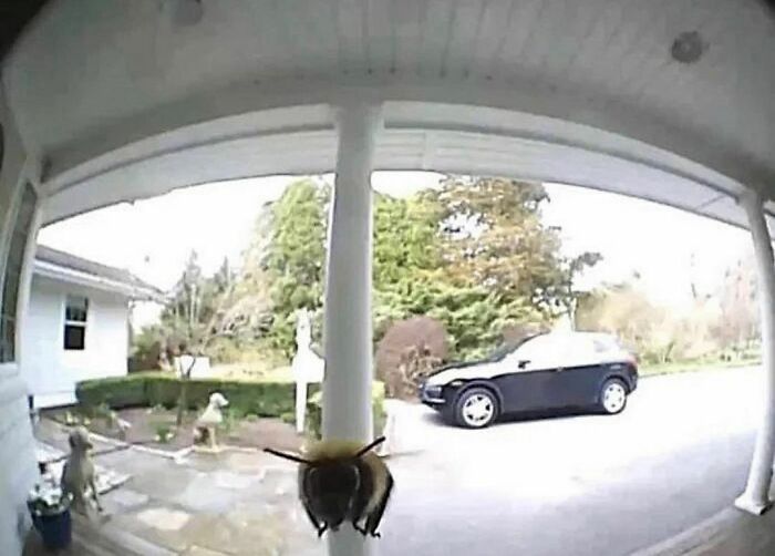 Close-up of a bee on a porch camera lens, with a car and greenery in the background, showcasing a weird Instagram account moment.