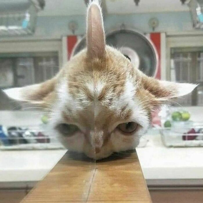 Cat with a distorted face lying on a wooden surface, showcasing the weirdest Instagram account's unique images.