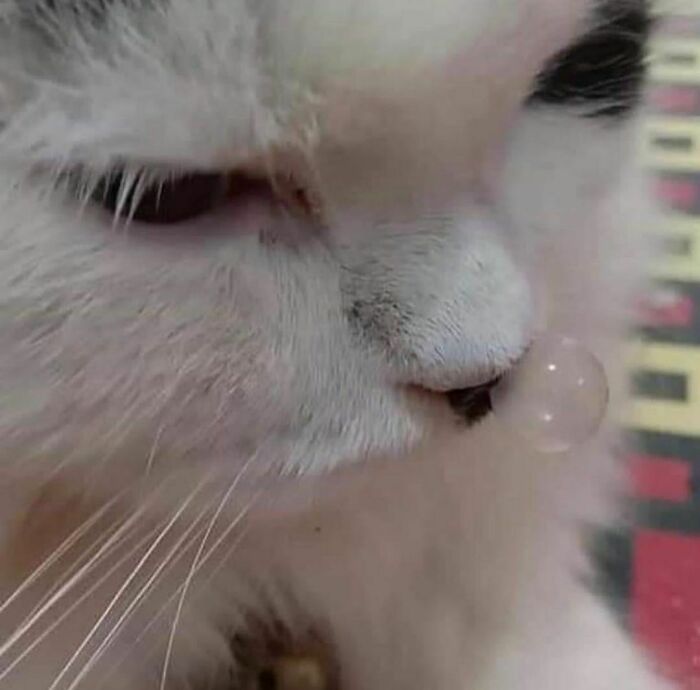 Close-up of a cat with a bubble on its nose, showcasing a weird and funny moment from the I Want To Leave Instagram account.