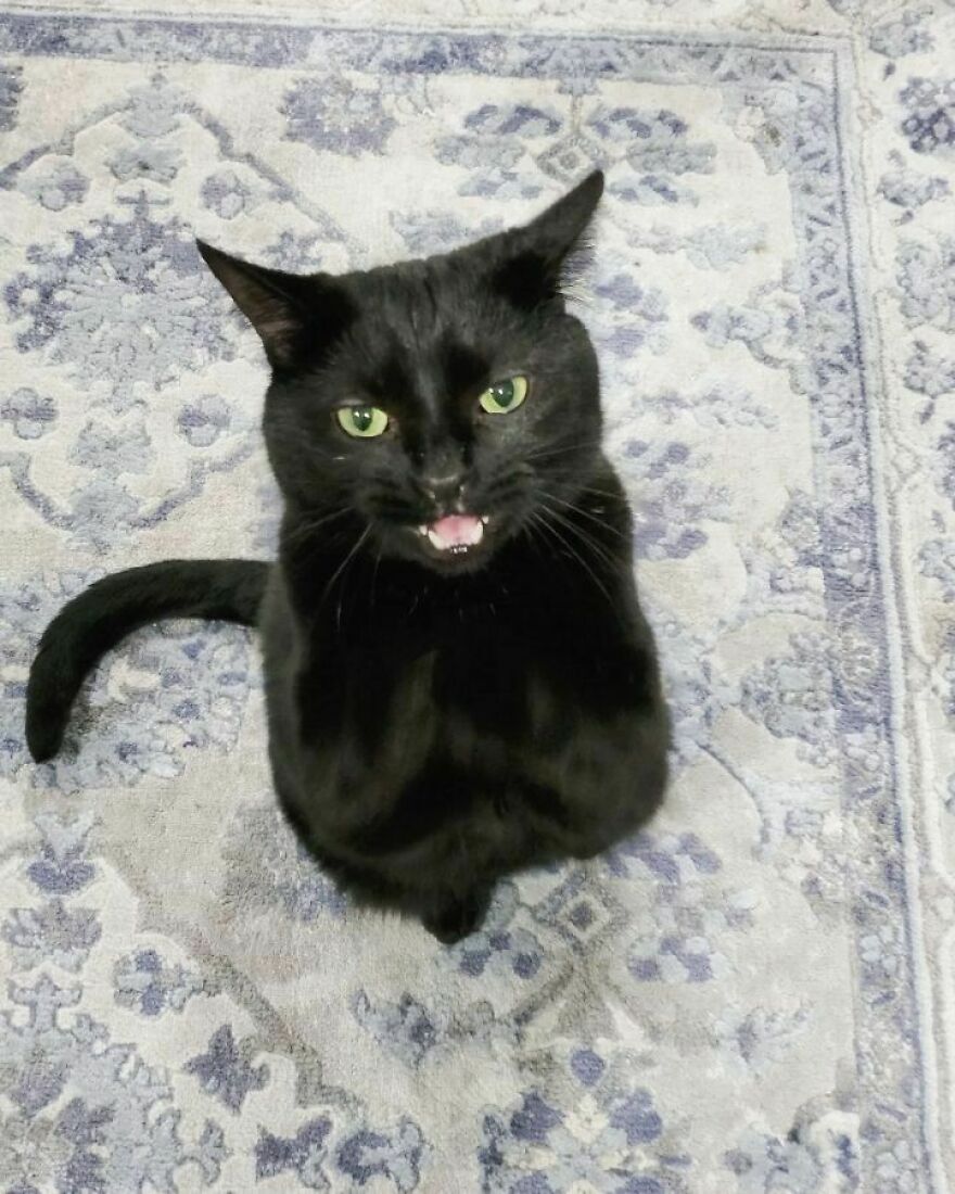 This Cat Went Viral Because He Learned To Beg In A Way That Melts People&rsquo;s Hearts