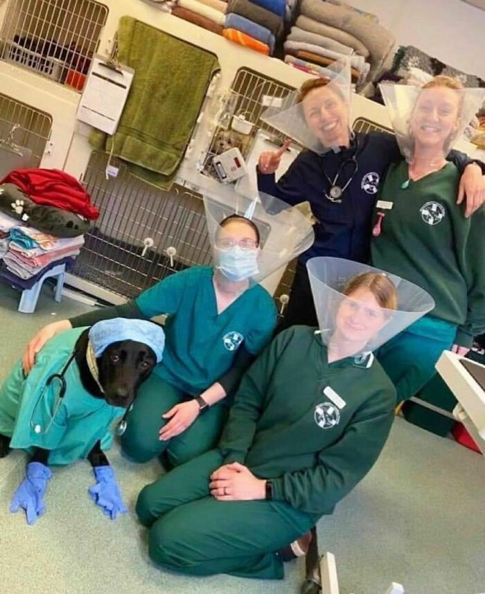 Veterinary staff and a dog dressed in medical scrubs and protective cones in a funny and weird Instagram account photo.