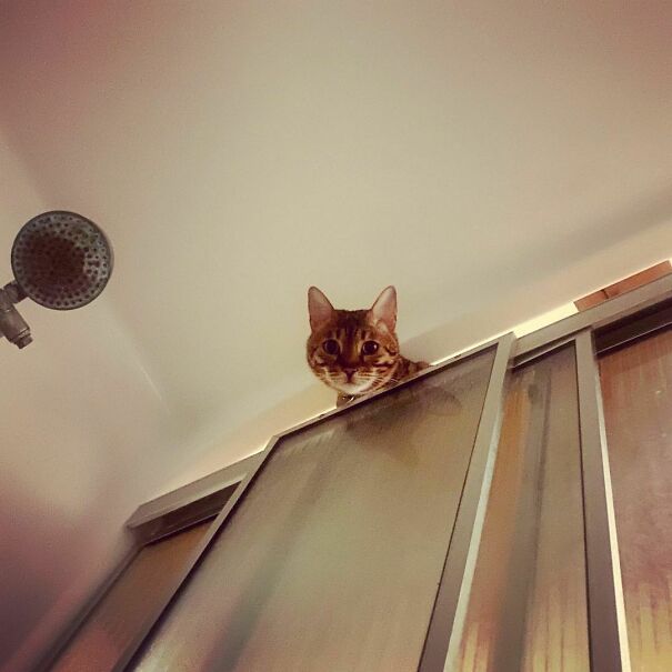 You Ok, Mum? Nurse Cat On Duty