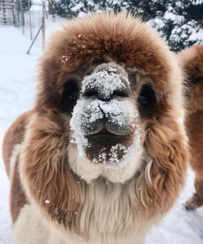 Alpaca Life