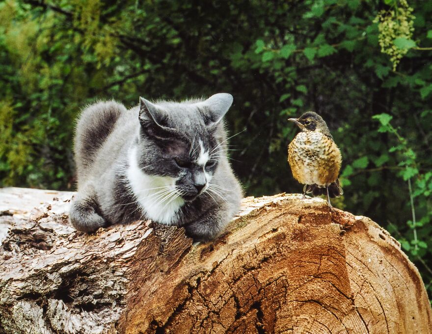 I Raised A Robin With My Gentle Cat
