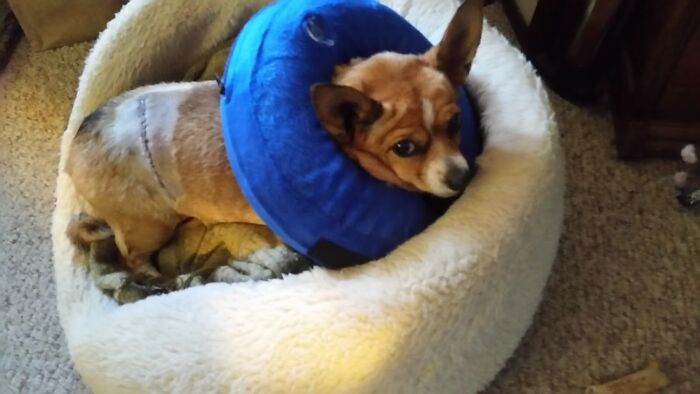 Lexie vs. Deer. Chihuahuas Think They Are Vicious Killers, So Of Course, Lexie Went After A Deer. Thankfully She's Fast As The Deer Kicked Her As She Turned To Run Away. She Ended Up With A 3" Gash On Her Side, Stitches And Was More Upset About The Collar Than Getting Kicked. Still Hasn't Learned Her Lesson, Tried Chasing A Buck Out Of The Yard A Few Months Later.