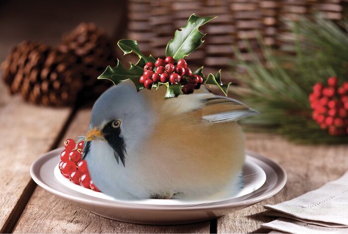 He’s So Round!!! 😍 He Reminded Me Of A Lil Christmas Pudding!