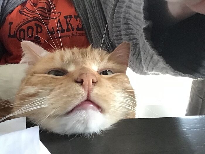 Ruby Needing To Rest Her Heavy Noggin…