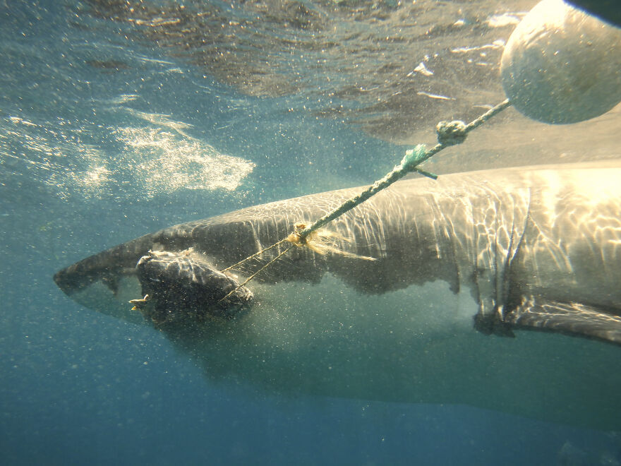 Taken At Neptune Islands, South Australia