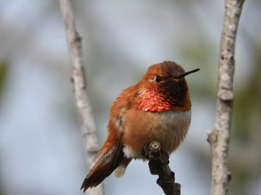 Rufus Hummingbird Taken In Some Willows At My Work.
