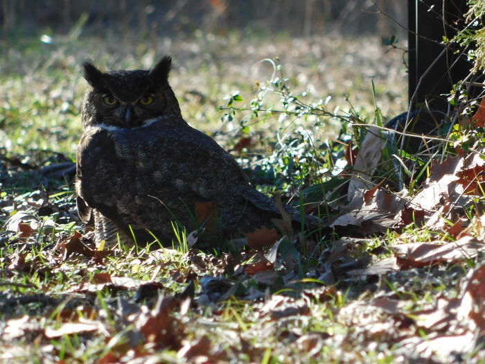 Found This Guy Hopping Around In My Yard