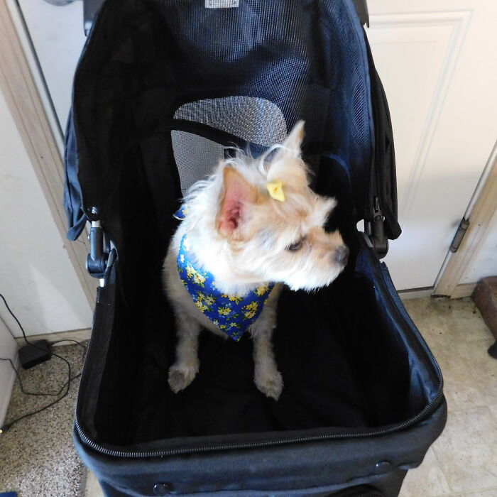 Just Back From The Groomer.. Now To Take A Stroll!