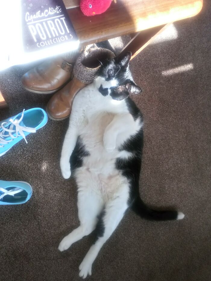 This Weirdo Cat Of Mine, Cuddling Up To My Shoes