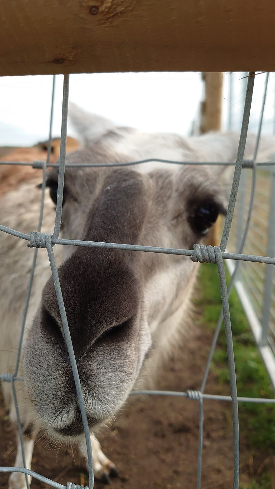 This Llama Really Wanted A Snack!